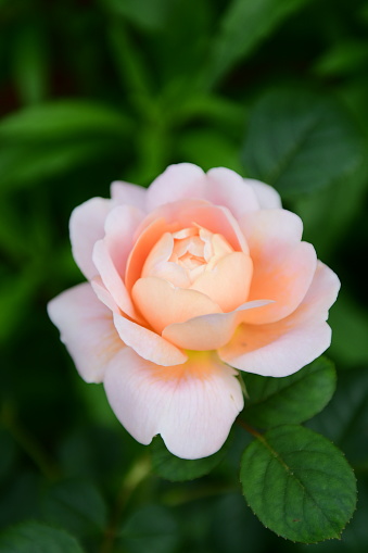 The Queen of Sweden, an English Rose in the garden