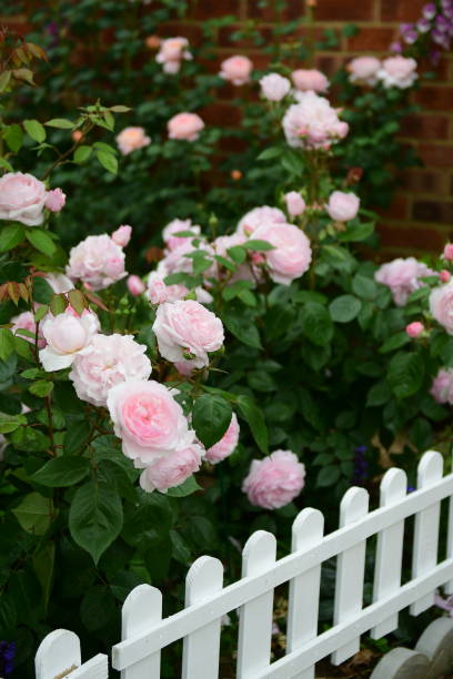 istock Vertical shot of David Austin Roses 1454131291