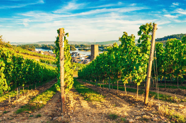 Summer day in Rüdesheim am Rhein. Toned image with added grain.