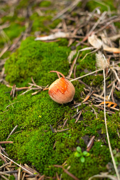 istock Closeup of an acorn on moss in a forest 1454131734