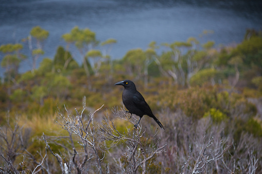 A closeup shot of a crow perched on a tree in the bank of Dove Lake in the Cradle Mountains,Tasmania