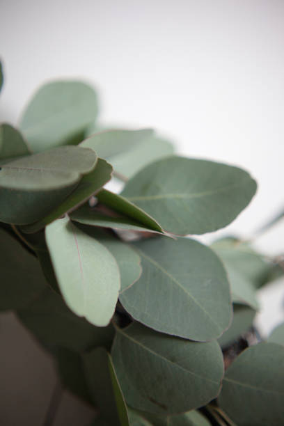 istock Vertical closeup shot of eucalyptus plants 1454131803
