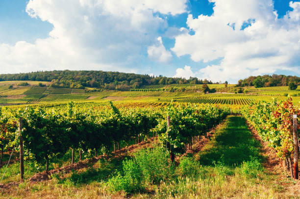 viña sol en alemania - rheingau fotografías e imágenes de stock