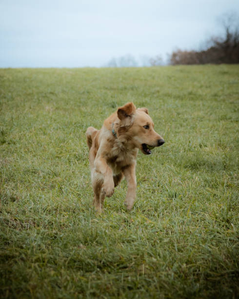 istock Selective of a golden retriever running in a field 1454132011