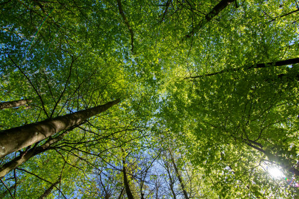 istock Low angle view of tall green trees in a dense forest under the clear sunny sky 1454132099