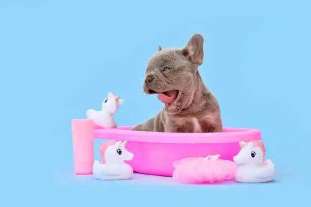 Yawning French Bulldog dog puppy in pink bathtub with rubber ducks on blue background