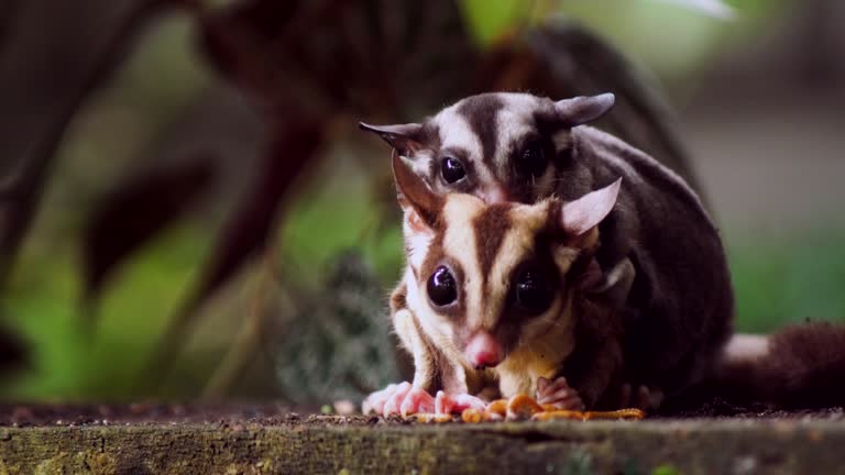 Sugar Glider Animal Stock Videos and Royalty-Free Footage - iStock Sugar Glider Animal Stock Videos and Royalty-Free Footage - iStock