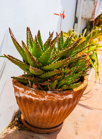 Aloe succulent plant in the clay flower pot. Aloe juvenna or Tiger-tooth aloe's plants outdoor. Cultivation of plants in the home garden. Catalonia, Spain
