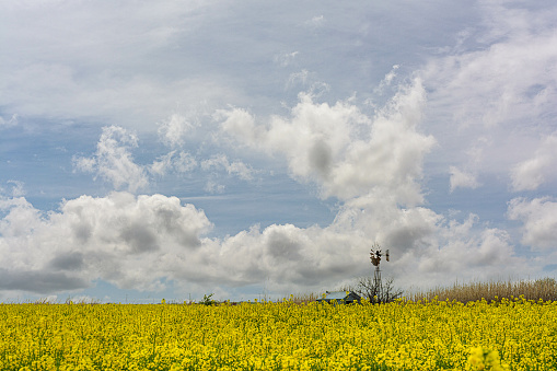 A windmill with a house in a canola field in Oklahoma