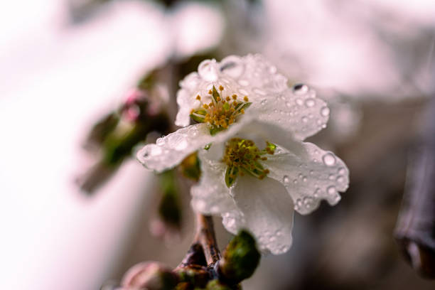 A selective focus shot of blossom with dew