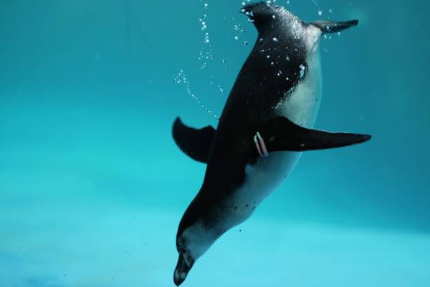 istock Humboldt penguin diving in water 1454136127