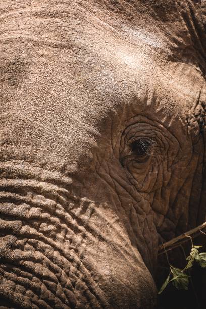 istock Vertical closeup shot of an elephant eye 1454136214