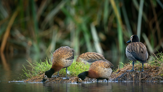 A group of white-faced whistling ducks drinking water at a lake. The white-faced whistling duck
