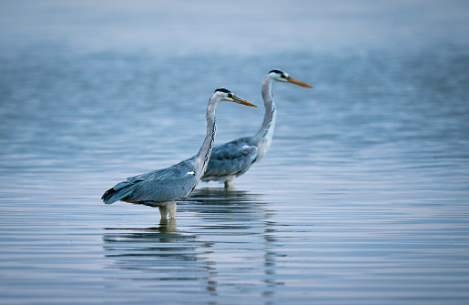 A beautiful shot of two Great Blue Herons, also known as cranes, in the Great Salt Lake, in USA