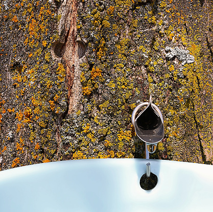 A closeup shot of a spile with a drop of sap ready to drip in the pail to boil down to make maple syrup