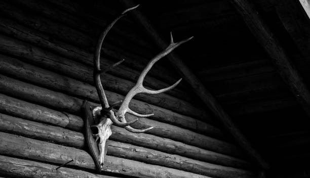 colpo in scala di grigi di corna di cervo sulla parete di legno - deer stag wall animal head foto e immagini stock