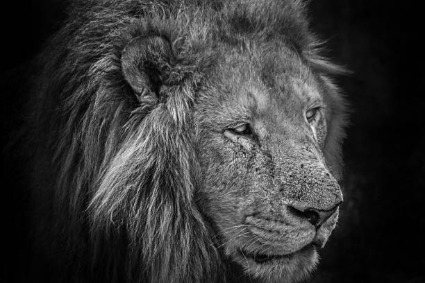 istock Grayscale shot of a lion's head 1454136418