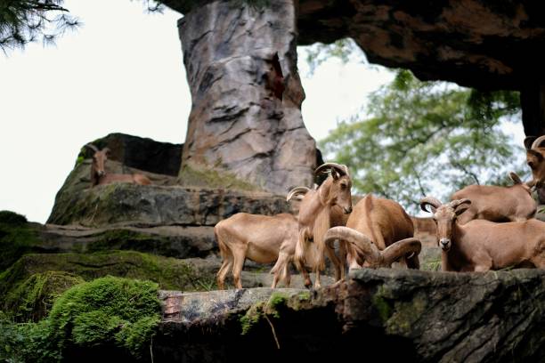istock mountain goats are gathering on the rock 1454136427
