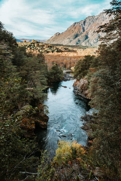 istock Vertical shot of a river flowing through a dense forest 1454136551