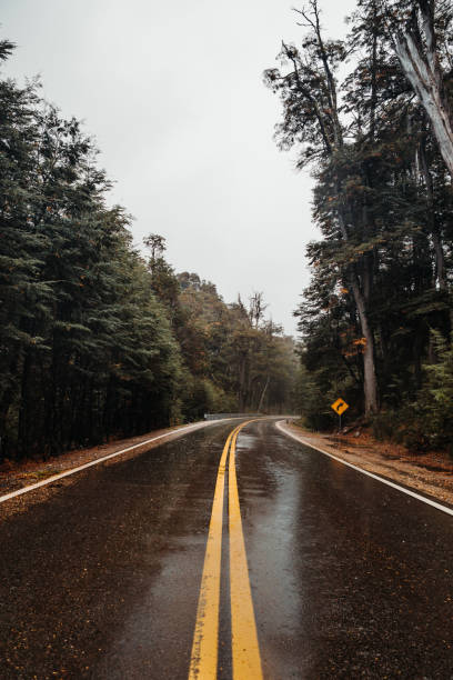 istock Vertical shot of a wet asphalt road through a dense forest 1454136653