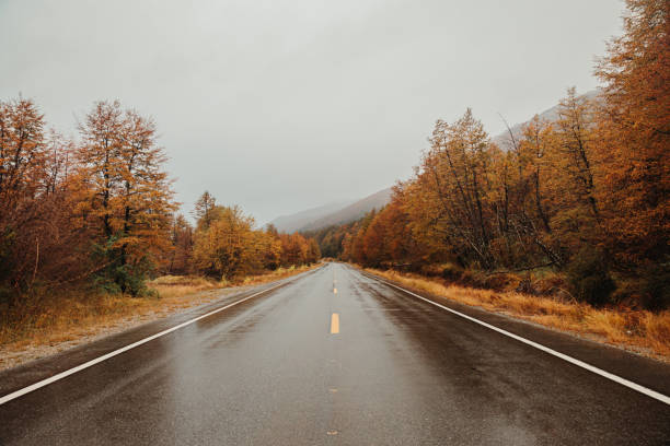 istock Wet asphalt road through a dense forest in the autumn 1454136659