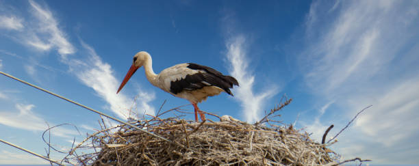 istock storks in the nest  with cloudy sky 1454136720
