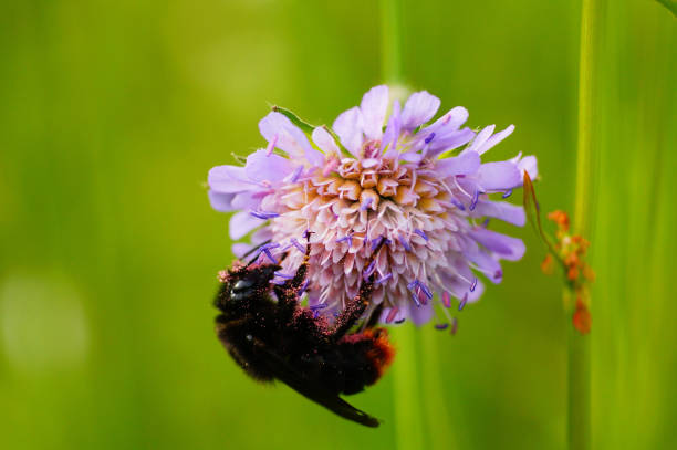 A red-tailed bumblebee on a field scabious