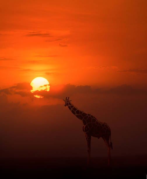 istock Vertical shot of a giraffe on a beautiful sunset background 1454137282