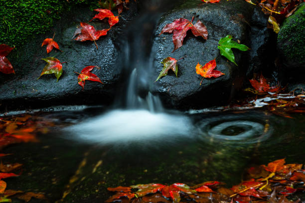 Bright yellow-red fallen maple leaves in water and stone. Autumn natural background. autumn atmosphere image. symbol of fall season.