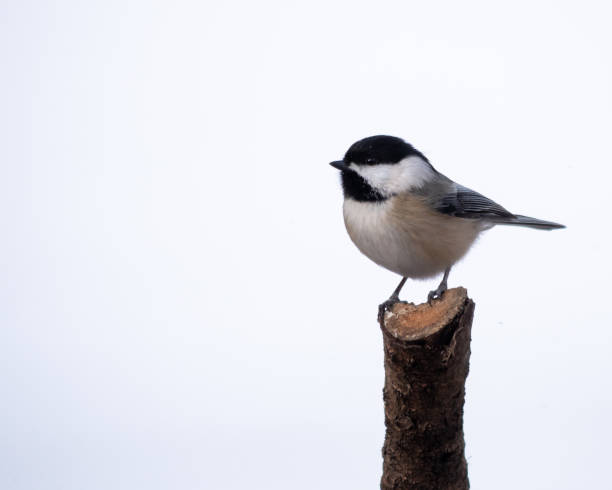 istock Fluffy great tit bird perched on a tree against white background 1454137487