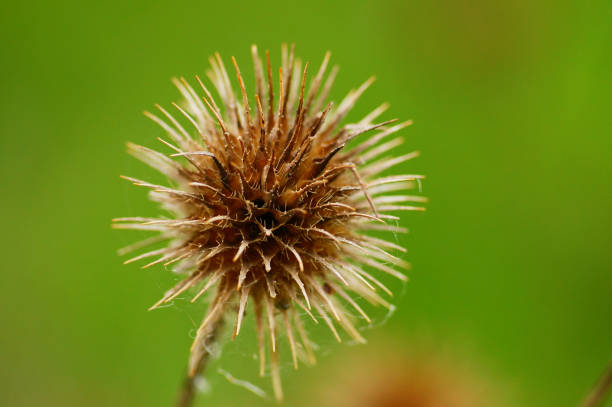 Dry fruit stand of the small teasel from the previous year. Macro shot, brown and spiky against a green background.