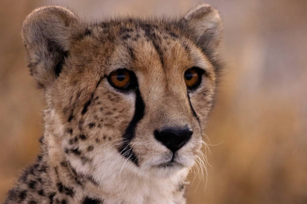 istock Closeup image of a cheetah's head with sad brown eyes 1454137742