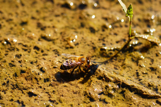 istock Honey bee collecting water in a puddle. 1454137786