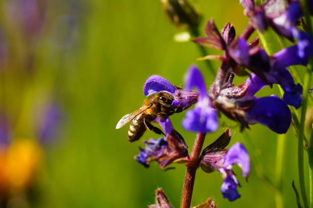 istock A honey bee visits a sage flower. 1454137805