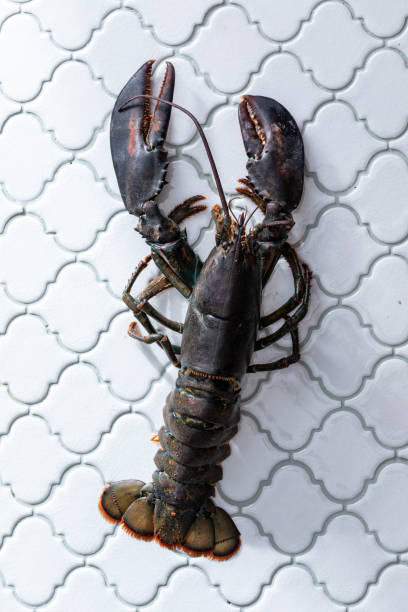 istock Top view  of raw uncooked lobster on a kitchen table 1454137811