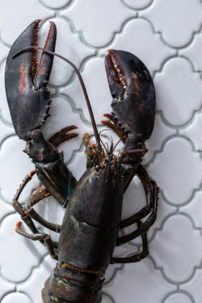 istock Closeup shot of raw uncooked lobster on a kitchen table 1454137814