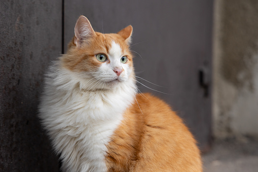 The cat sits in front of the iron door to the entrance of a multi-storey building.