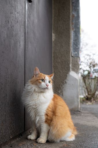 The cat sits in front of the iron door to the entrance of a multi-storey building.