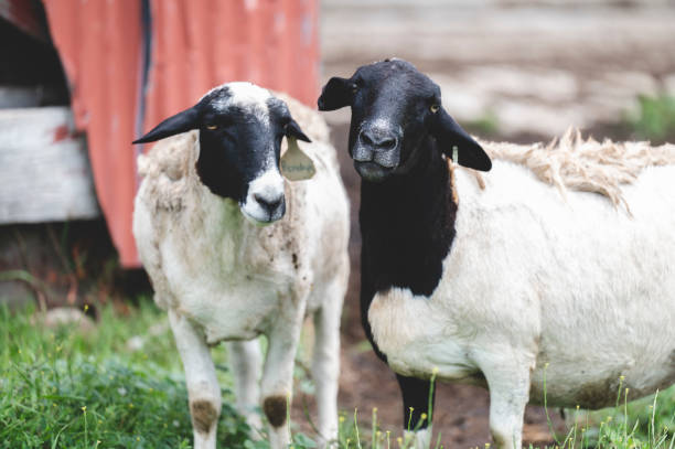 istock Sheep grazing on the pasture on a farm 1454138168