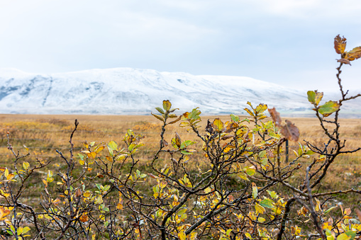 A selective focus of autumnal leaves on tree branches against a snow-capped mountain