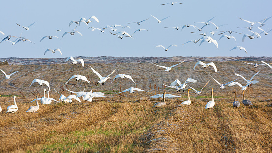 A flock of birds around a vast agricultural field