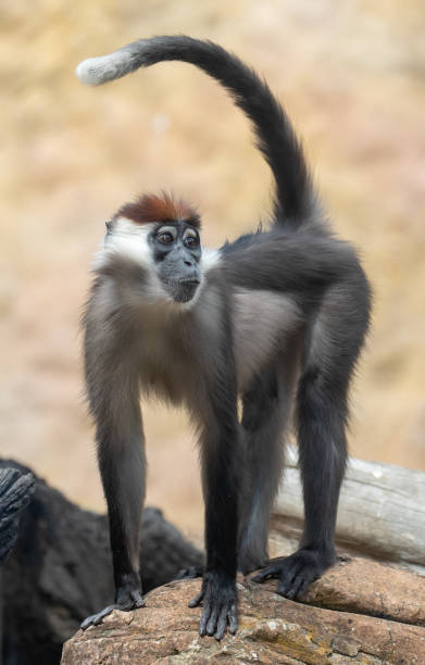 istock Vertical shot of a monkey in a zoo park 1454138661