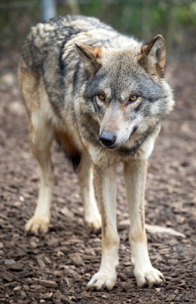 istock Vertical shot of a wolf in a nature 1454138678