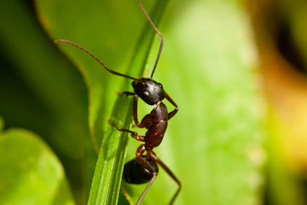 istock Black ant climbing on a green grass blade in the meadow 1454138820