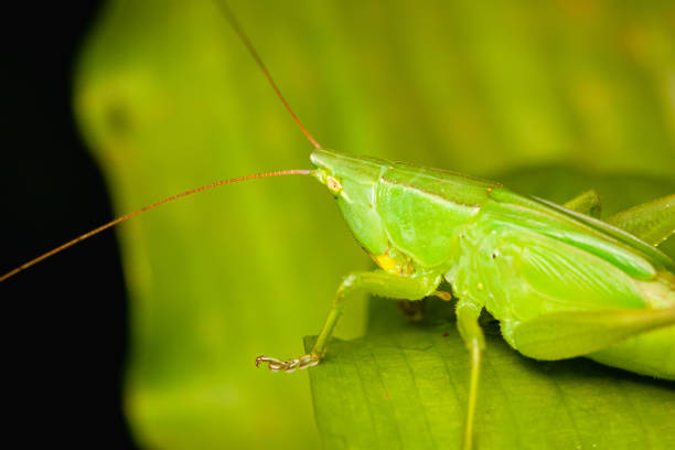 istock Selective focus shot of green grasshopper on green leaf 1454138834