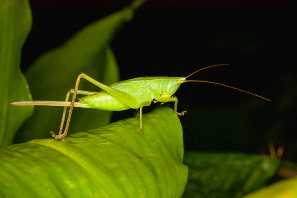 istock Selective focus shot of green grasshopper on green leaf 1454138839