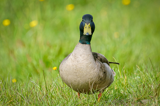 A selective focus shot of mallard duck on green grass