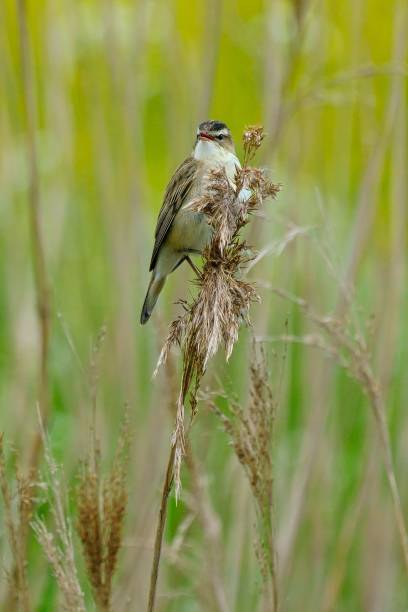 istock Selective focus shot of sedge warbler perched on a plant 1454138940