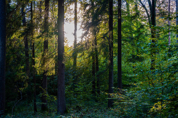 istock Walking out in the forest 1454139003
