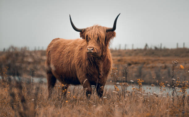 istock Yak bull in a meadow on a gloomy day 1454139113